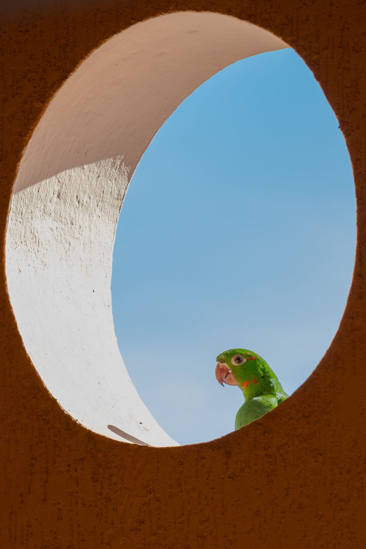 Green parakeet peeking through circular opening. Photo by Lara Argento