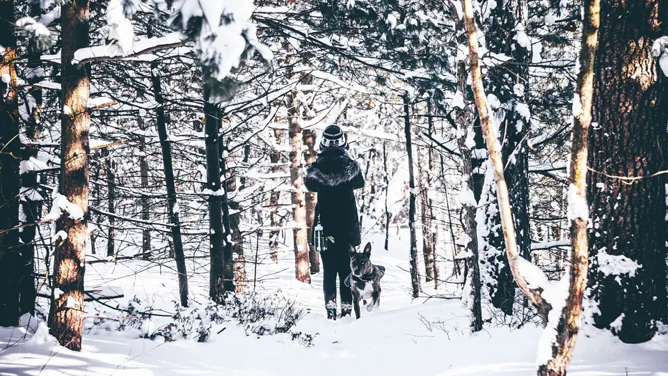 Snow walk, Winter forest
