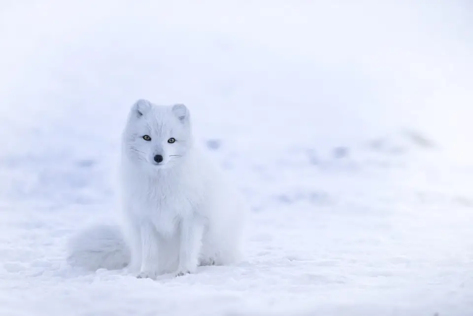 Arctic fox in snow, Iceland